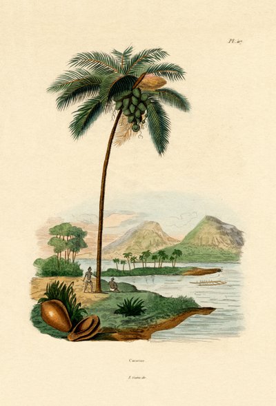 Coconut Palm by French School